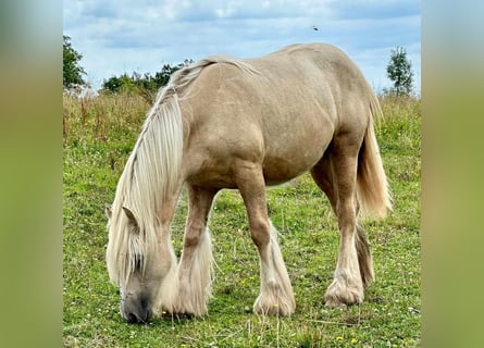 Cob Irlandese / Tinker / Gypsy Vanner, Giumenta, 1 Anno, 145 cm, Palomino