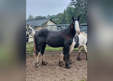 Cob Irlandese / Tinker / Gypsy Vanner, Giumenta, 1 Anno, 152 cm, Baio