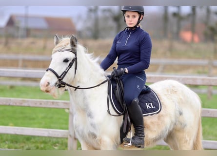 Cob Irlandese / Tinker / Gypsy Vanner, Giumenta, 3 Anni, 135 cm, Bianco