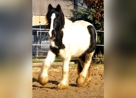 Cob Irlandese / Tinker / Gypsy Vanner, Giumenta, 3 Anni, 135 cm, Pezzato