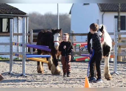 Cob Irlandese / Tinker / Gypsy Vanner, Giumenta, 4 Anni, 126 cm, Morello