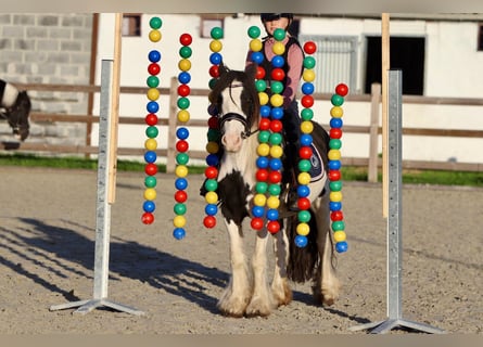 Cob Irlandese / Tinker / Gypsy Vanner, Giumenta, 4 Anni, 126 cm, Pezzato