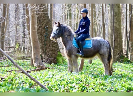 Cob Irlandese / Tinker / Gypsy Vanner, Giumenta, 4 Anni, 127 cm, Roano blu