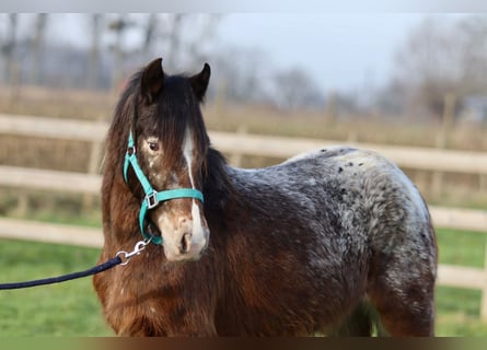 Cob Irlandese / Tinker / Gypsy Vanner, Giumenta, 4 Anni, 130 cm, Tobiano-tutti i colori