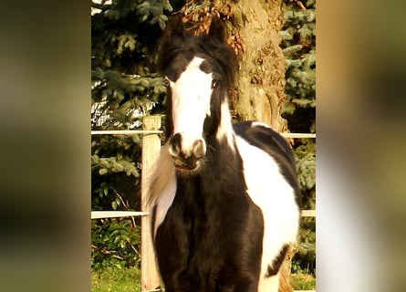 Cob Irlandese / Tinker / Gypsy Vanner, Giumenta, 4 Anni, 135 cm, Pezzato