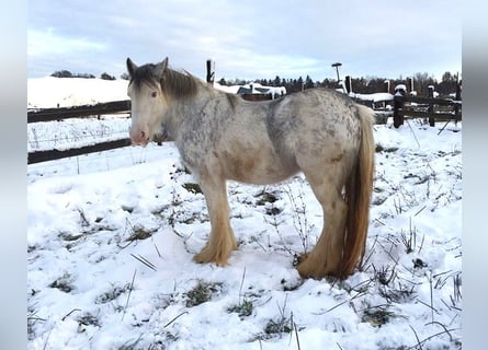 Cob Irlandese / Tinker / Gypsy Vanner, Giumenta, 4 Anni, 140 cm, Pezzato