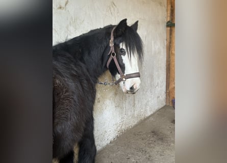 Cob Irlandese / Tinker / Gypsy Vanner, Giumenta, 4 Anni, 141 cm, Bianco