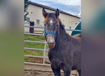 Cob Irlandese / Tinker / Gypsy Vanner Mix, Giumenta, 4 Anni, 145 cm, Grigio