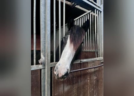 Cob Irlandese / Tinker / Gypsy Vanner, Giumenta, 4 Anni, 147 cm, Morello