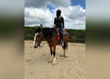 Cob Irlandese / Tinker / Gypsy Vanner, Giumenta, 4 Anni, 153 cm, Baio