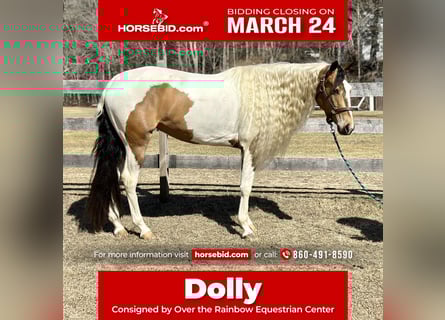 Cob Irlandese / Tinker / Gypsy Vanner Mix, Giumenta, 4 Anni, 155 cm