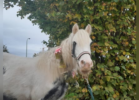 Cob Irlandese / Tinker / Gypsy Vanner, Giumenta, 5 Anni, 124 cm, Pezzato