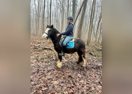 Cob Irlandese / Tinker / Gypsy Vanner, Giumenta, 5 Anni, 125 cm, Morello