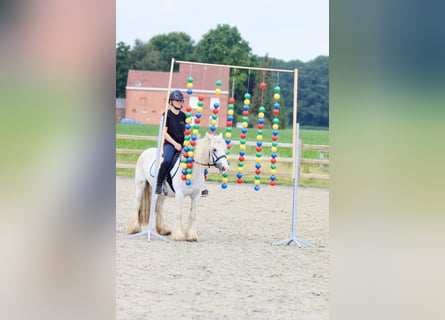 Cob Irlandese / Tinker / Gypsy Vanner, Giumenta, 5 Anni, 126 cm, Leardo