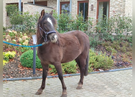 Cob Irlandese / Tinker / Gypsy Vanner Mix, Giumenta, 5 Anni, 128 cm, Sauro scuro