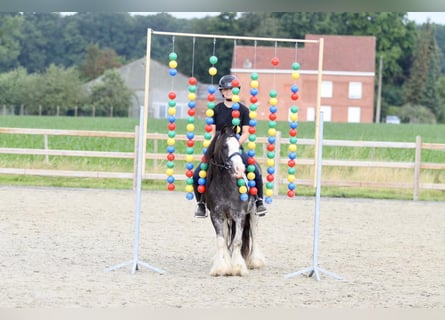 Cob Irlandese / Tinker / Gypsy Vanner, Giumenta, 6 Anni, 126 cm, Overo-tutti i colori