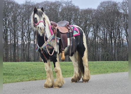 Cob Irlandese / Tinker / Gypsy Vanner, Giumenta, 6 Anni, 130 cm, Pezzato