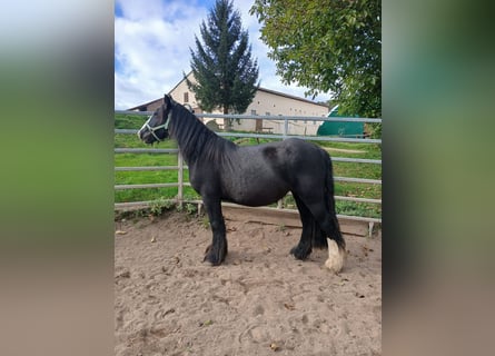 Cob Irlandese / Tinker / Gypsy Vanner, Giumenta, 6 Anni, 136 cm, Morello