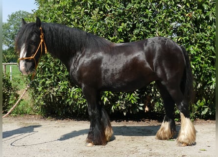 Cob Irlandese / Tinker / Gypsy Vanner, Giumenta, 6 Anni, 138 cm, Morello