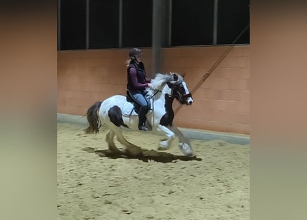 Cob Irlandese / Tinker / Gypsy Vanner, Giumenta, 6 Anni, 145 cm, Pezzato