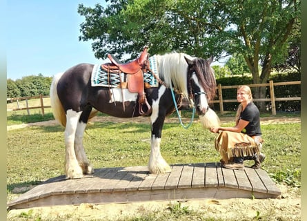 Cob Irlandese / Tinker / Gypsy Vanner Mix, Giumenta, 6 Anni, 155 cm, Pezzato