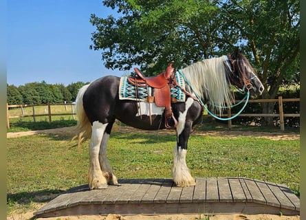 Cob Irlandese / Tinker / Gypsy Vanner, Giumenta, 6 Anni, 155 cm, Pezzato