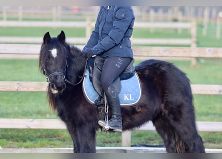 Cob Irlandese / Tinker / Gypsy Vanner, Giumenta, 7 Anni, 126 cm, Morello