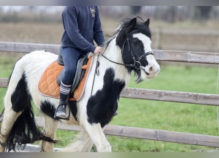 Cob Irlandese / Tinker / Gypsy Vanner, Giumenta, 7 Anni, 130 cm, Pezzato