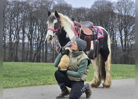 Cob Irlandese / Tinker / Gypsy Vanner, Giumenta, 7 Anni, 130 cm, Pezzato