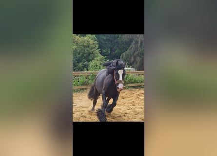 Cob Irlandese / Tinker / Gypsy Vanner, Giumenta, 7 Anni, 135 cm, Morello