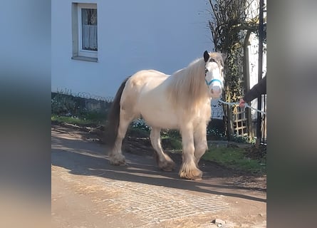 Cob Irlandese / Tinker / Gypsy Vanner, Giumenta, 7 Anni, 135 cm, Pezzato