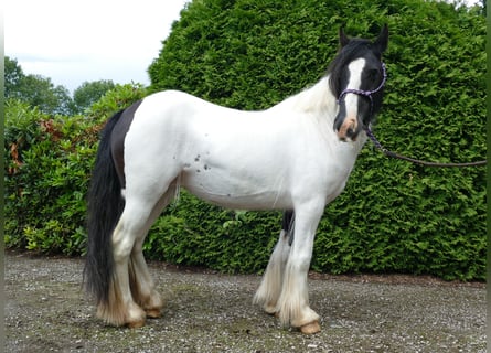 Cob Irlandese / Tinker / Gypsy Vanner, Giumenta, 7 Anni, 136 cm, Pezzato