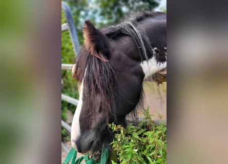 Cob Irlandese / Tinker / Gypsy Vanner, Giumenta, 7 Anni, 140 cm, Pezzato