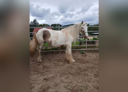 Cob Irlandese / Tinker / Gypsy Vanner, Giumenta, 7 Anni, 155 cm, Sauro