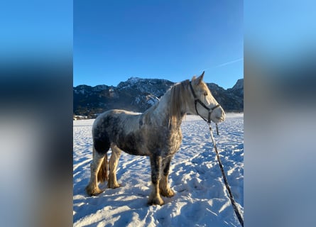 Cob Irlandese / Tinker / Gypsy Vanner, Giumenta, 7 Anni, 160 cm, Grigio