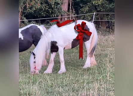 Cob Irlandese / Tinker / Gypsy Vanner, Giumenta, 8 Anni, 126 cm, Pezzato