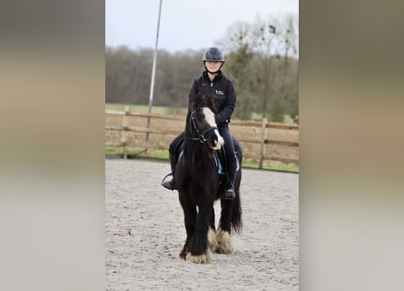 Cob Irlandese / Tinker / Gypsy Vanner, Giumenta, 8 Anni, 130 cm, Morello