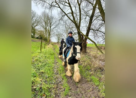 Cob Irlandese / Tinker / Gypsy Vanner, Giumenta, 8 Anni, 130 cm, Pezzato