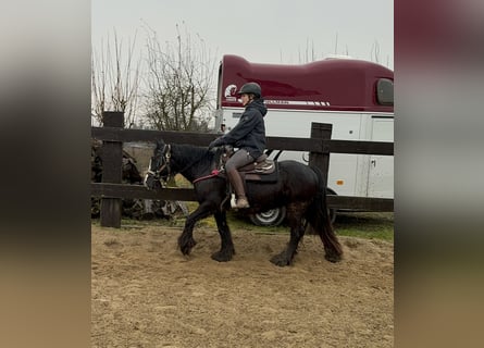 Cob Irlandese / Tinker / Gypsy Vanner, Giumenta, 8 Anni, 137 cm, Morello