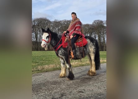 Cob Irlandese / Tinker / Gypsy Vanner, Giumenta, 8 Anni, 137 cm, Overo-tutti i colori