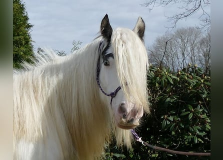 Cob Irlandese / Tinker / Gypsy Vanner, Giumenta, 8 Anni, 138 cm, Pezzato