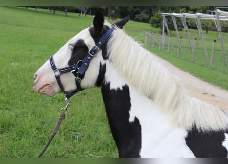 Cob Irlandese / Tinker / Gypsy Vanner, Giumenta, 8 Anni, 140 cm, Pezzato