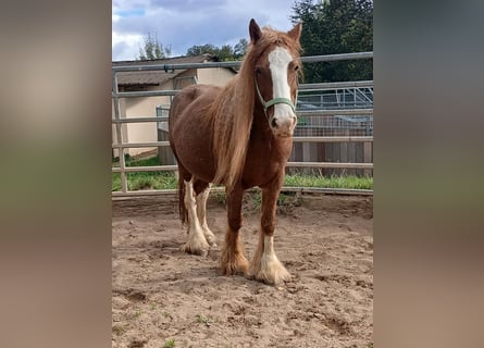 Cob Irlandese / Tinker / Gypsy Vanner, Giumenta, 8 Anni, 141 cm, Sauro