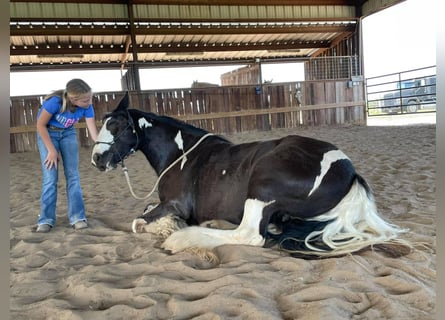 Cob Irlandese / Tinker / Gypsy Vanner, Giumenta, 8 Anni, 142 cm, Tobiano-tutti i colori