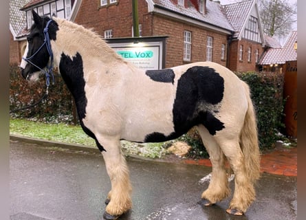 Cob Irlandese / Tinker / Gypsy Vanner, Giumenta, 8 Anni, 143 cm, Pezzato