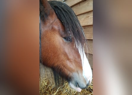 Cob Irlandese / Tinker / Gypsy Vanner, Giumenta, 8 Anni, 154 cm, Pezzato