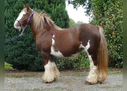 Cob Irlandese / Tinker / Gypsy Vanner, Giumenta, 9 Anni, 128 cm, Sauro