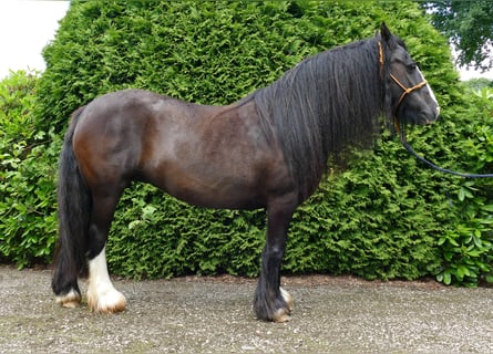 Cob Irlandese / Tinker / Gypsy Vanner, Giumenta, 9 Anni, 143 cm, Morello