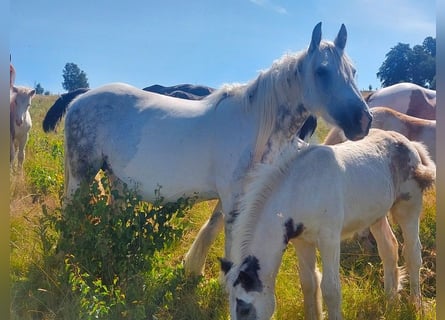 Cob Irlandese / Tinker / Gypsy Vanner, Giumenta, 9 Anni, 145 cm, Pezzato