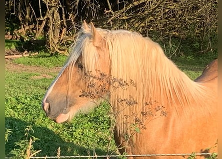 Cob Irlandese / Tinker / Gypsy Vanner, Stallone, 13 Anni, 150 cm, Palomino